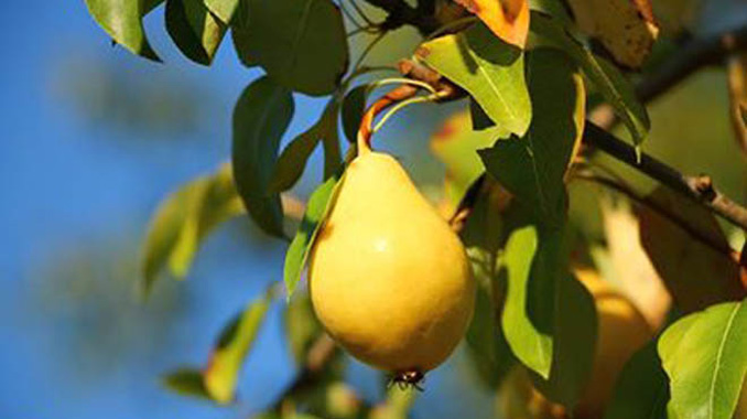 žota ruška