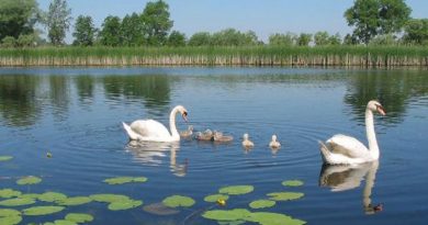 Drava u Slavoniji
