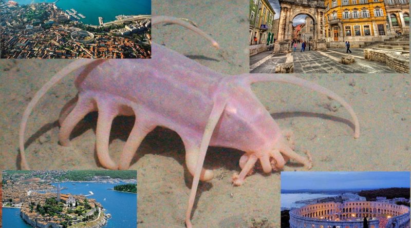 Natalia Oto: Roki-Boki