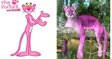 Priče iz OŠ Šijana: Ako si pravi Pink Panther