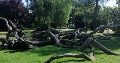 Priče Zmajčeka Pozojčeka: Drveće treba štiti
