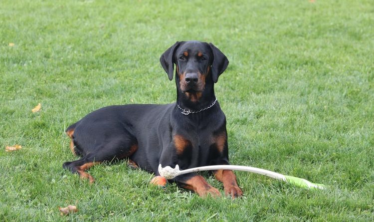 Ana Krolo: Doberman