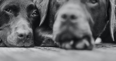 Ana Krolo: Dva labradora