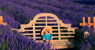 Ana Kuhar: Lavanda