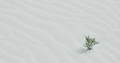 green tree on sand
