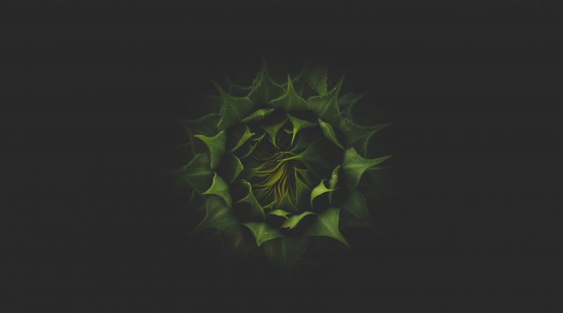 green plant in dark background