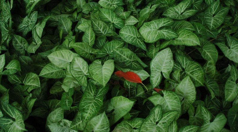 orange and green leafed plant