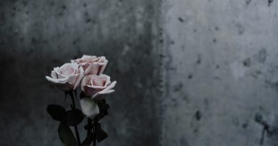 selective focus photography of pink roses beside gray concrete wall