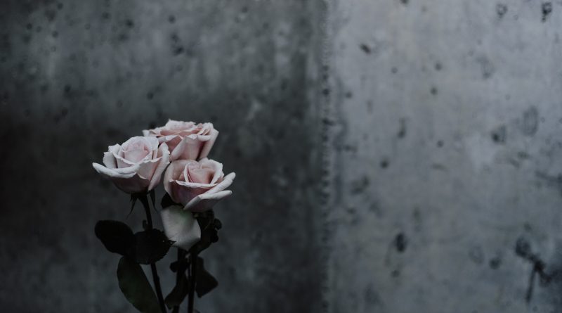 selective focus photography of pink roses beside gray concrete wall