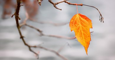 orange leaf