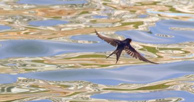 Ivan Grahovec: ODLETJELE SU LASTE