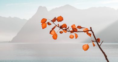 Leona Kablar: Grana