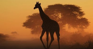 Paola Jeleč: Žirafa i sova