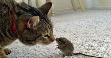 Noa Radanović: Mačka i miš