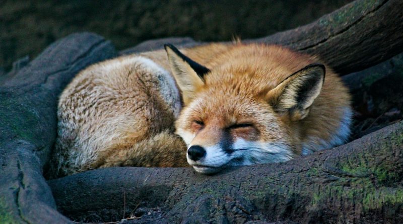 Petra Čiček: Zec i lisica