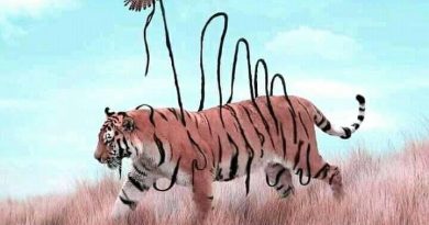 Petra Nikolina Veraja: Tigar i krokodil