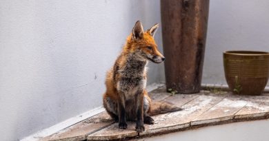 Tena Jurić: Mala lisica i nepodopštine