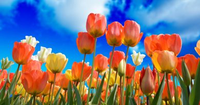Sanja Rotim: Cvjetnjak tulipana