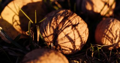 Zoe Lanča: Prodavač oraha