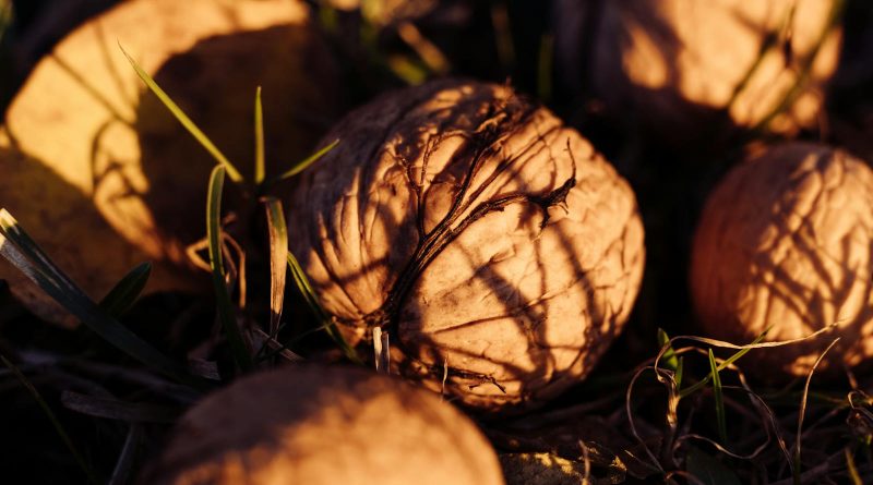 Zoe Lanča: Prodavač oraha